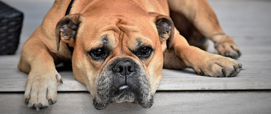 bulldog continental